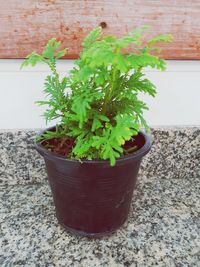 Close-up of potted plant