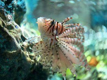 Close-up of fish swimming in sea