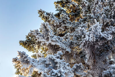 Beautiful snow-covered winter landscape. paws, pine branches in the snow against a clear blue sky. 