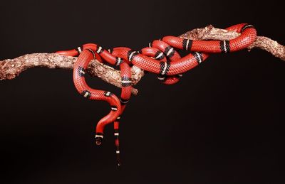 Close-up of red snake against black background