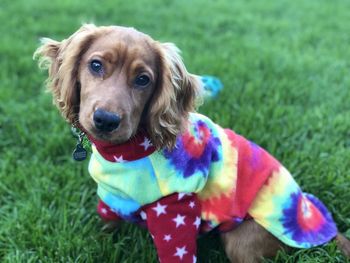 Portrait of dog on field