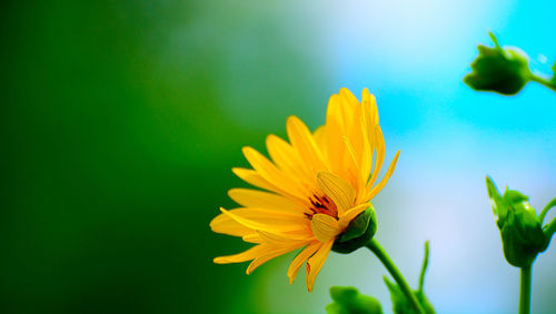 Close-up of yellow flower blooming outdoors