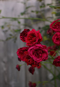 Close-up of red flowers