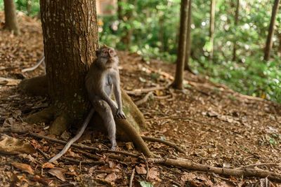 Monkey sitting on tree trunk