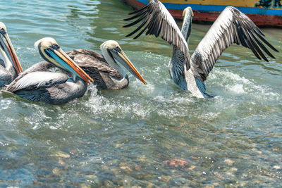 Pelicans swimming in lake