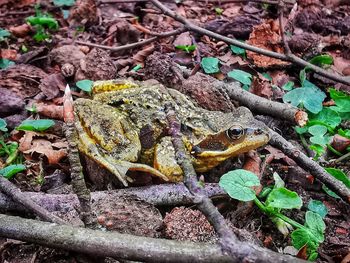High angle view of frog on field