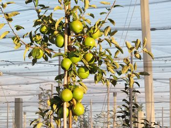 Fruits growing on plant