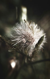 Close-up of dandelion flower