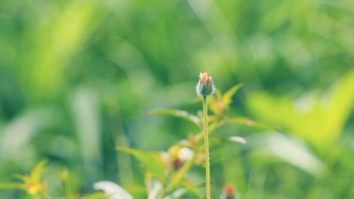 Close-up of insect on plant