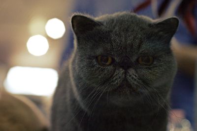 Close-up portrait of a cat