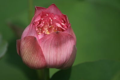 Close-up of pink lotus 