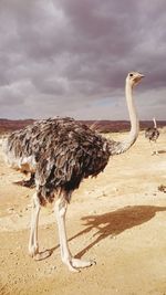 Ostrich standing on landscape against cloudy sky during sunny day