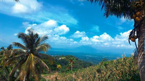 Scenic view of palm trees on landscape against sky