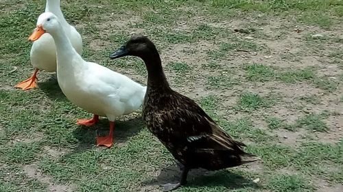 High angle view of duck on field