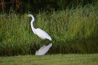 Close-up of white heron on grass by lake