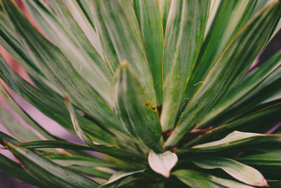 Full frame shot of plant