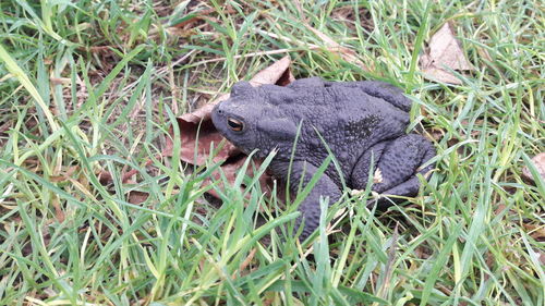 High angle view of lizard on field