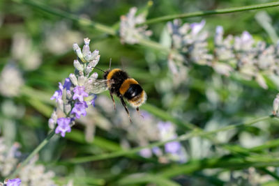 Close-up of bee on purple flower