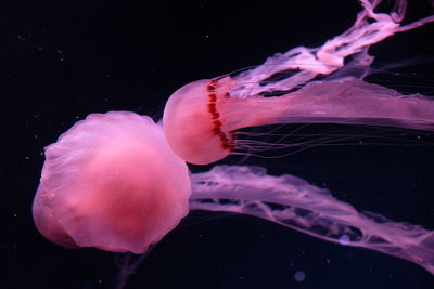 Close-up of jellyfish swimming in sea