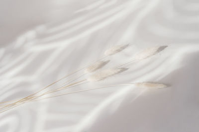 Close-up of white feather floating on water