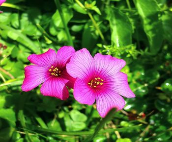 Close-up of pink flowering plant