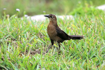 Bird perching on grass