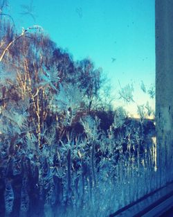 Trees growing in sunlight