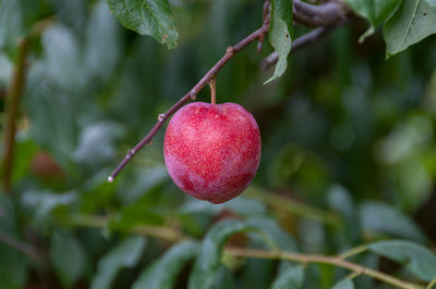 Close-up of plum growing on tree