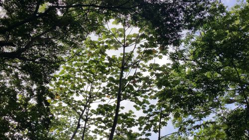 Low angle view of trees in forest against sky