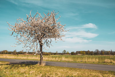 Cherry tree on field against sky