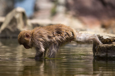 Side view of giraffe drinking water