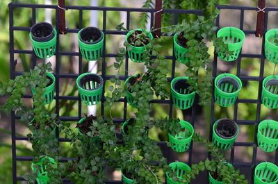 Close-up of potted plants in greenhouse