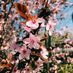 Close-up of pink flowers blooming on tree