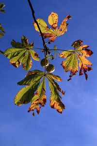 Low angle view of maple leaves against blue sky