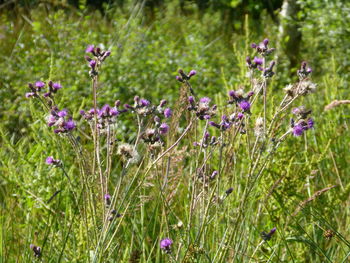 Close-up of purple flowering plants on field