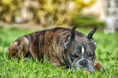 Dog relaxing on field