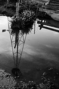 Reflection of tree in puddle