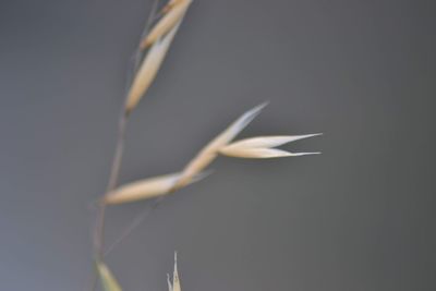 Close-up of white flowering plant against black background