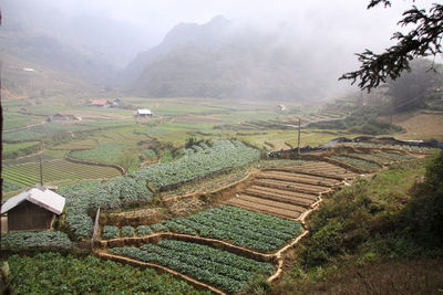 Heavy fog over a cottage sorrounded by vegetable farm field in sa pa, vietnam