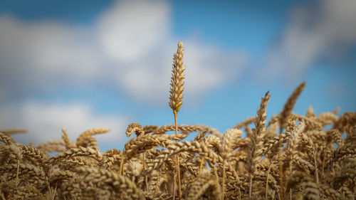 Close-up of wheat growing on field