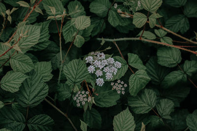 Close-up of plant