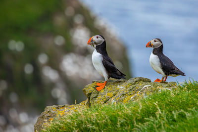 Birds perching on rock