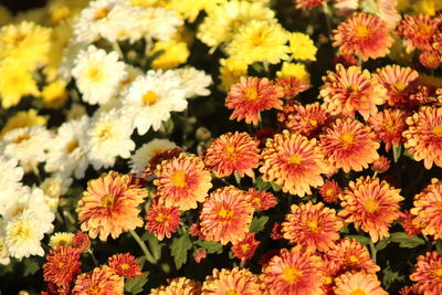 Close-up of yellow flowers blooming outdoors