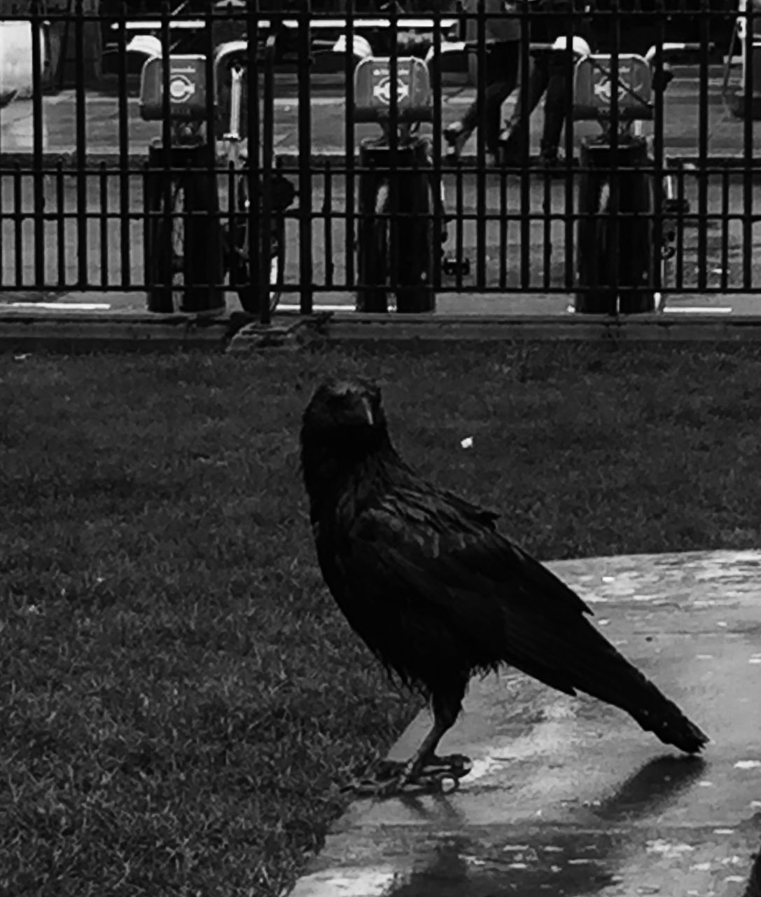 animal themes, bird, animals in the wild, wildlife, one animal, grass, perching, pigeon, full length, side view, outdoors, duck, day, nature, spread wings, two animals, sunlight, building exterior, no people, feather