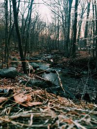 Trees in forest