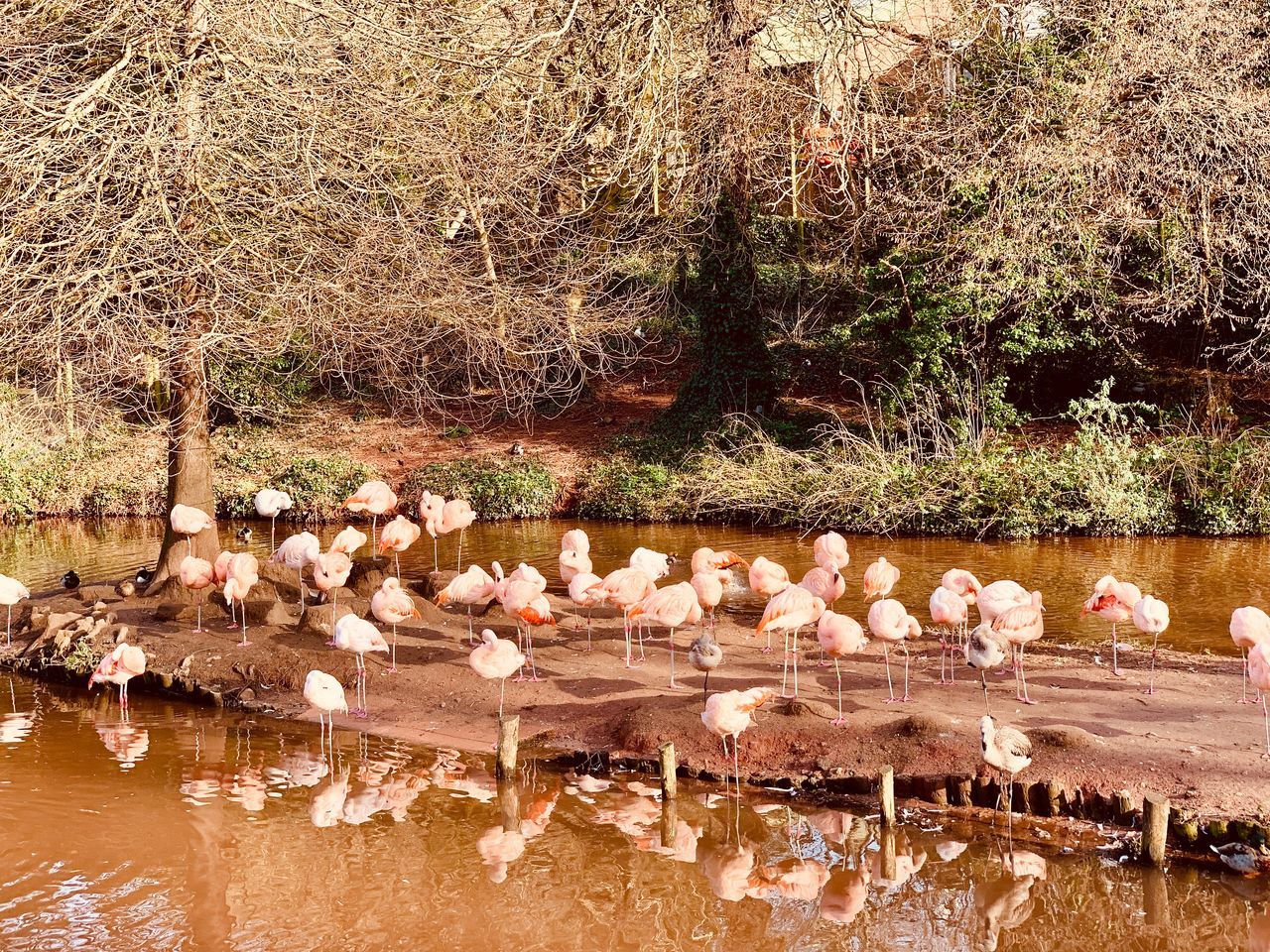 water, bird, animals in the wild, lake, animal wildlife, animal, animal themes, vertebrate, group of animals, large group of animals, flamingo, plant, no people, nature, tree, waterfront, pink color, day, wading, outdoors, flock of birds