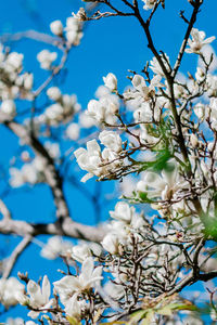 Low angle view of white flowering tree