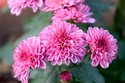Close-up of pink flowering plant