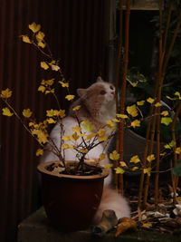 View of cat on potted plant