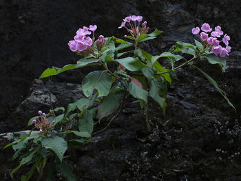 Close-up of pink flowering plant